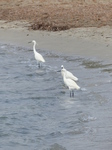 FZ027814 Little Egret on beach.jpg